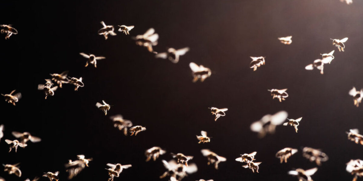 Perché la luce artificiale attira le zanzare?