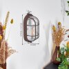 Chaquire Applique Marrone, Ruggine, 1-Luce