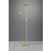 Trio Brantford Piantana LED Ottone, 1-Luce