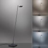 Paul Neuhaus PURE-MIRA Lampada da terra LED Nero, 1-Luce, Telecomando