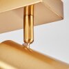 Javel Plafoniera, Faretto da soffitto Oro, 2-Luci