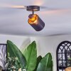 Fallhagen Plafoniera, Faretto da soffitto Nero, 1-Luce