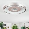 Dakon Plafoniera LED Champagne, Bianco, 1-Luce