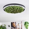 Dorel Plafoniera LED Verde, Bianco, 1-Luce