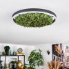 Dorel Plafoniera LED Verde, Bianco, 1-Luce