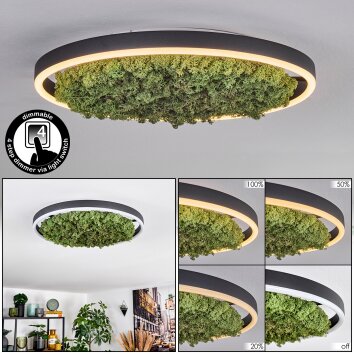 Dorel Plafoniera LED Verde, Bianco, 1-Luce