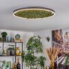 Dorel Plafoniera LED Verde, Bianco, 1-Luce