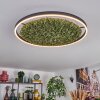 Dorel Plafoniera LED Verde, Bianco, 1-Luce