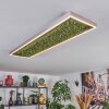 Dorel Plafoniera LED Verde, Argento, Bianco, 1-Luce